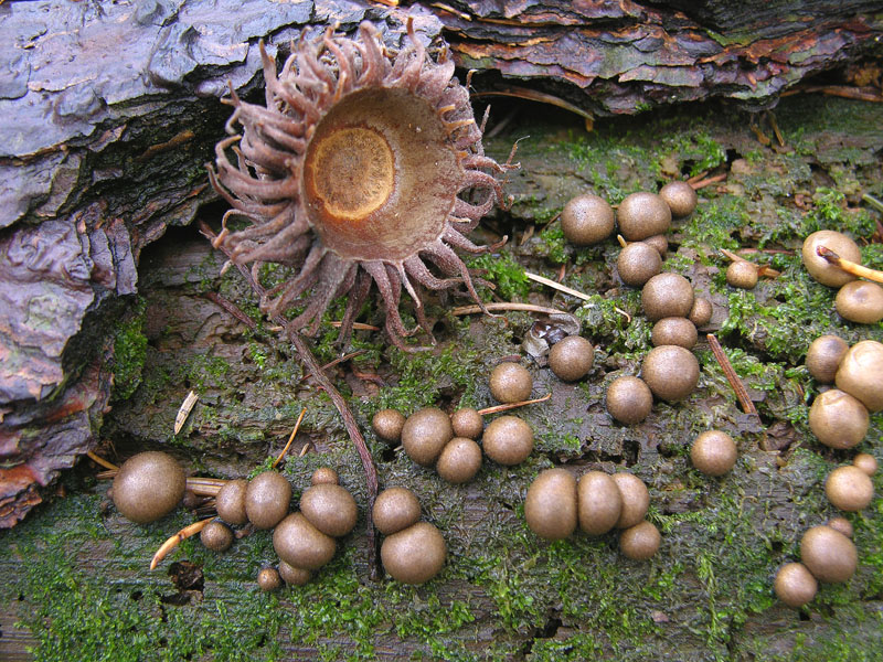 5 giorni d''acqua...poi i funghi (25 novembre)